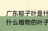 广东粽子叶是什么叶子 广东粽子叶是什么植物的叶子