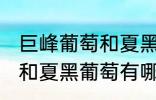 巨峰葡萄和夏黑葡萄的区别 巨峰葡萄和夏黑葡萄有哪些区别