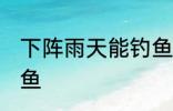 下阵雨天能钓鱼吗 下阵雨天能不能钓鱼