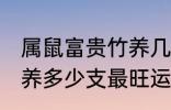 属鼠富贵竹养几支最旺运 属鼠富贵竹养多少支最旺运