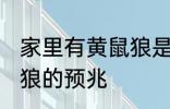 家里有黄鼠狼是什么兆头 家里有黄鼠狼的预兆