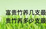 富贵竹养几支最旺运办公室 办公室富贵竹养多少支最旺运