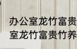 办公室龙竹富贵竹养几支最旺运 办公室龙竹富贵竹养多少支最旺运