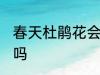 春天杜鹃花会怎么样 春天杜鹃花开花吗