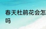 春天杜鹃花会怎么样 春天杜鹃花开花吗