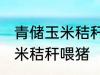 青储玉米秸秆怎样喂猪 如何做青储玉米秸秆喂猪