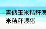 青储玉米秸秆怎样喂猪 如何做青储玉米秸秆喂猪