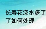 长寿花浇水多了怎么办 长寿花浇水多了如何处理