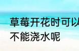 草莓开花时可以浇水吗 草莓开花时能不能浇水呢