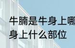 牛腩是牛身上哪个部位的肉 牛腩是牛身上什么部位