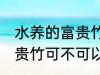 水养的富贵竹可以改土养吗 水养的富贵竹可不可以改土养